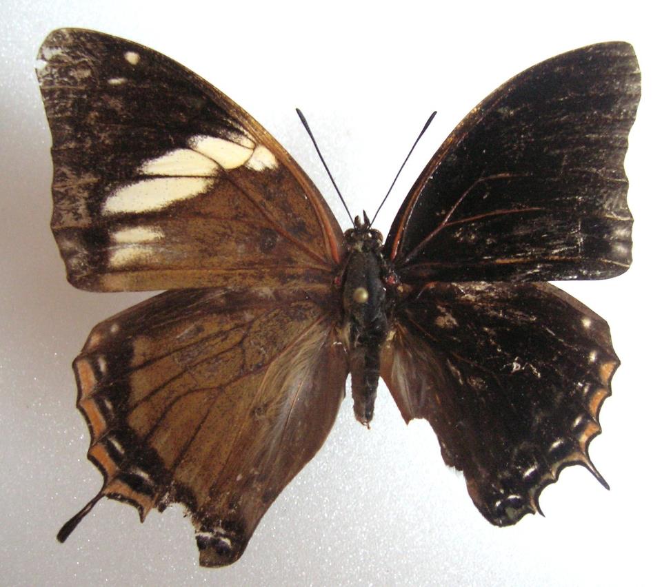 CHARAXES ETHEOCLES BILATERAL GYNANDROMORPH (Internet Image property of respective owner, non-commercial use only)